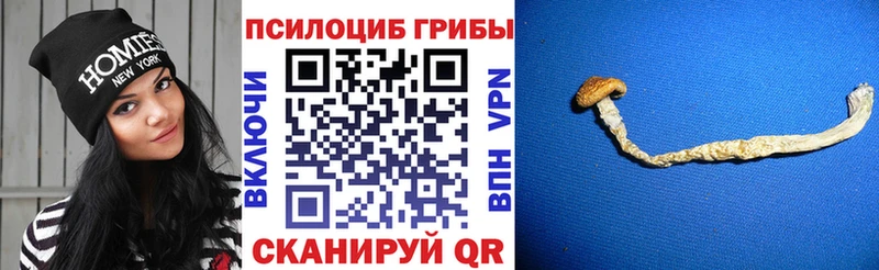 где найти   Белая Калитва  Галлюциногенные грибы мицелий 